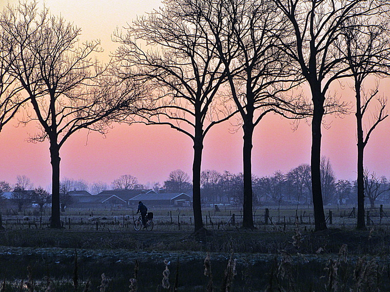 herbivorous, branch, pets, animal, livestock, cold, landscape, netherlands, fog, winter, Sunrise, vertebrate, mammal, domestic animals, beauty in nature