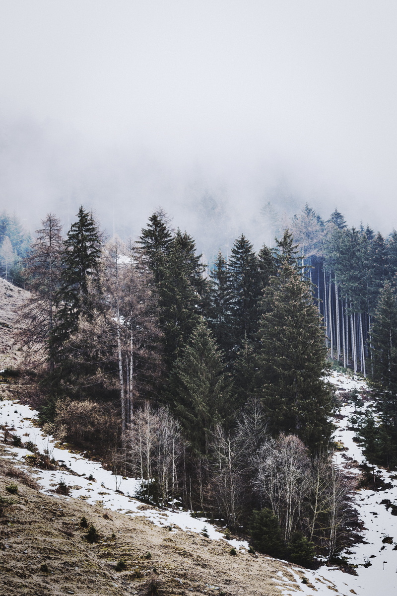 land, snow, zing, trees, weather, tranquil scene, day, 5K, ice, frozen, landscape, snowcapped mountain, daylight, mountain, pine tree, tranquility, woodland