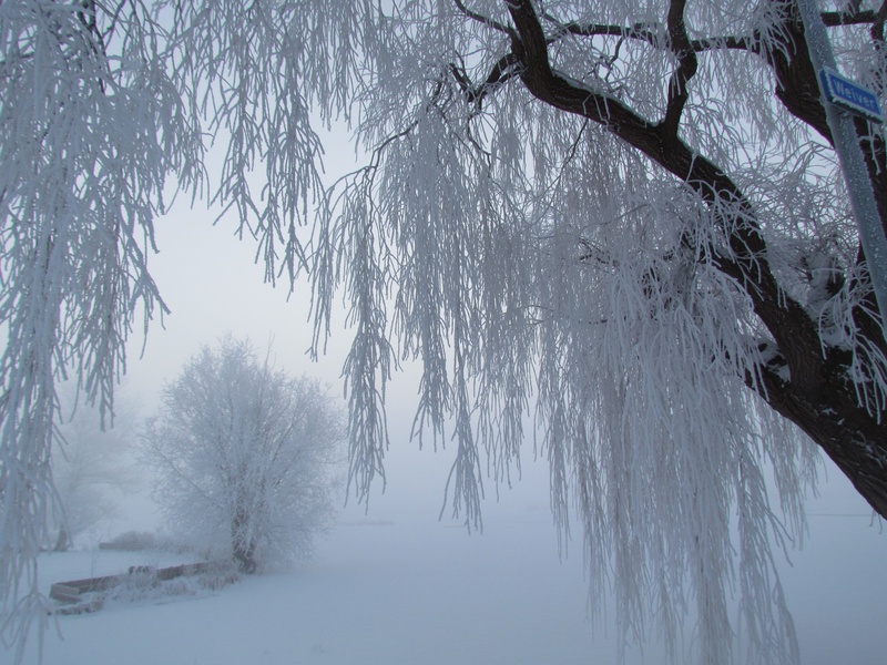 woodland, branches, winter landscape, ze, day, outdoors, snowing, environment, ripe, fog, bare tree, field, trees, land, plant, ice, covered, beauty in nature