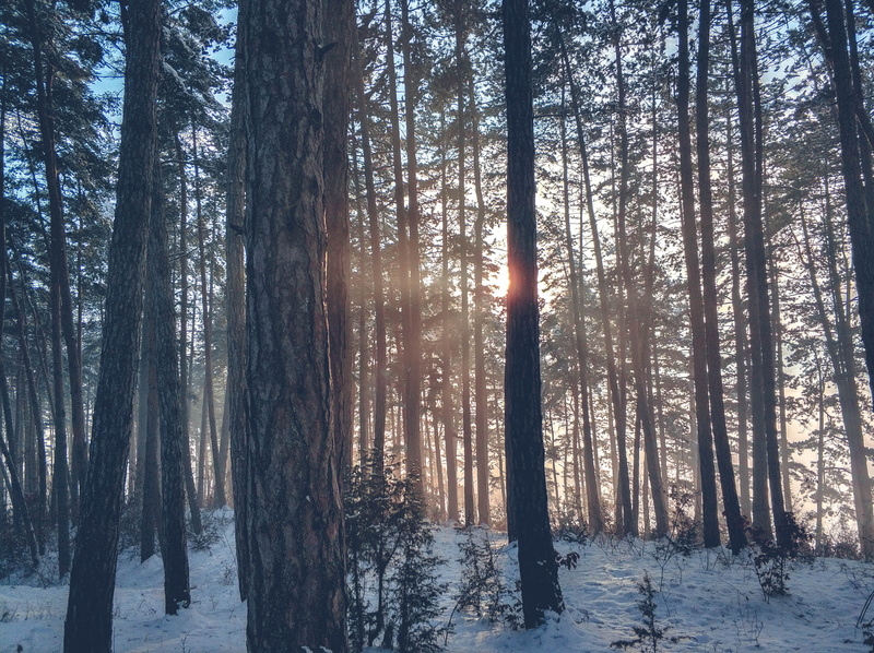 pine tree, trunk, frozen, snowy, icy, weather, daytime, trees, scene, snowing, frosty, outdoors, cold, tree trunk, zing, pine trees, daylight, white, sunshine