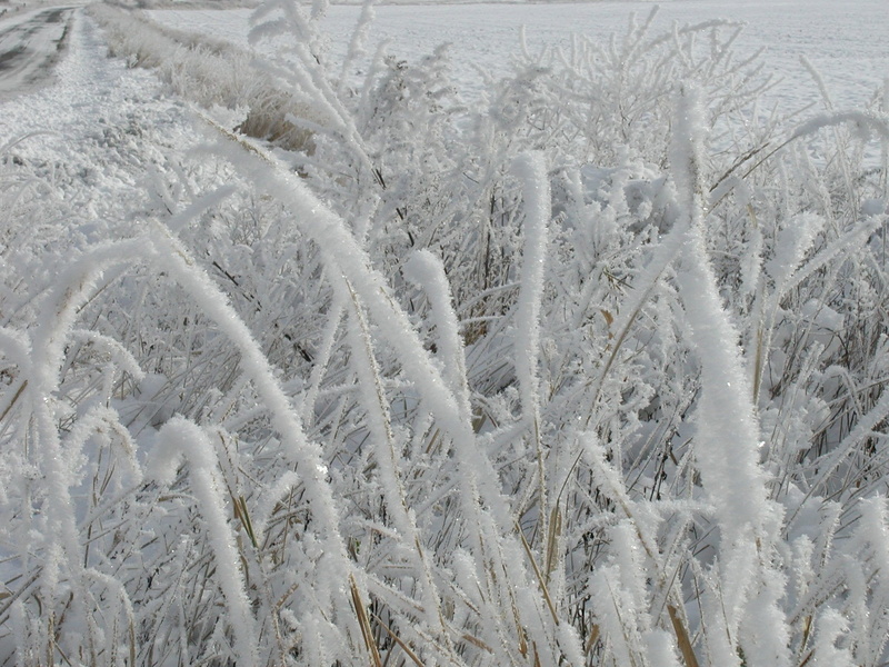 winter, 1080P, covering, backgrounds, tranquility, frost, landscape, no people, beauty in nature, land, frozen, tranquil scene, scenics - nature, environment