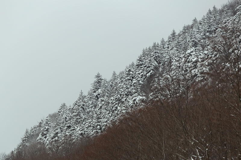 zing, snowy, low angle view, nature, scenic, 4K, covered, season, outdoors, weather, fog, tree, cold, sky, frost, mountain, tranquil scene, beauty in nature