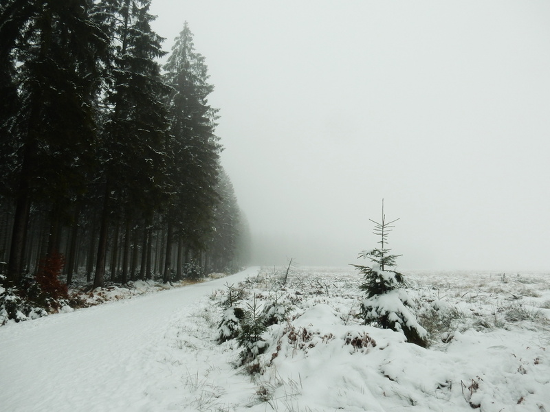 white, ze, zing, landscapes, frozen, Snow, fog, non-Urban Scene, walk, beauty in nature, hiking, tree, trees, field, extreme weather, foggy, day, outdoors