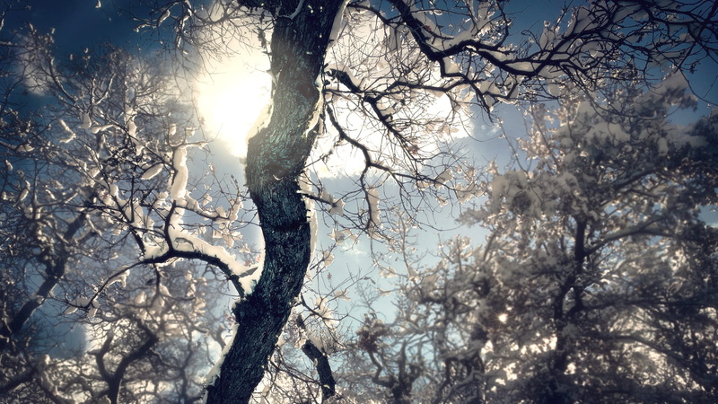 cold, fog, sunlight, frost, trunk, tranquility, growth, day, snow, ice, sky, beauty in nature, season, scenics - nature, plant, low angle view, sun, weather
