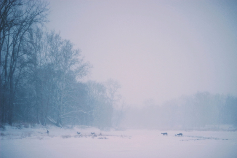 2K, white color, zing, tranquil scene, tree, season, atmosphere, scenics - nature, snowing, plant, cold temperature, environment, blizzard, beauty in nature