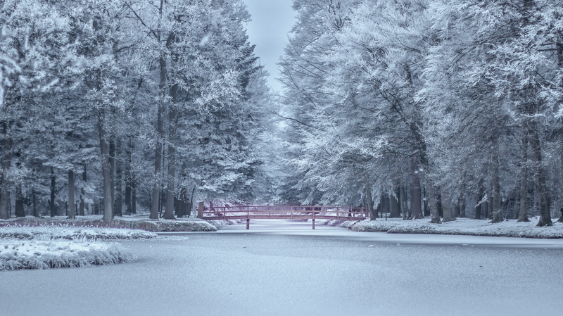 weather, fog, snowy, season, trees, tranquil scene, forest, frozen, treelined, icy, zing, no people, tranquility, land, tree, nature, snow, calm, guidance