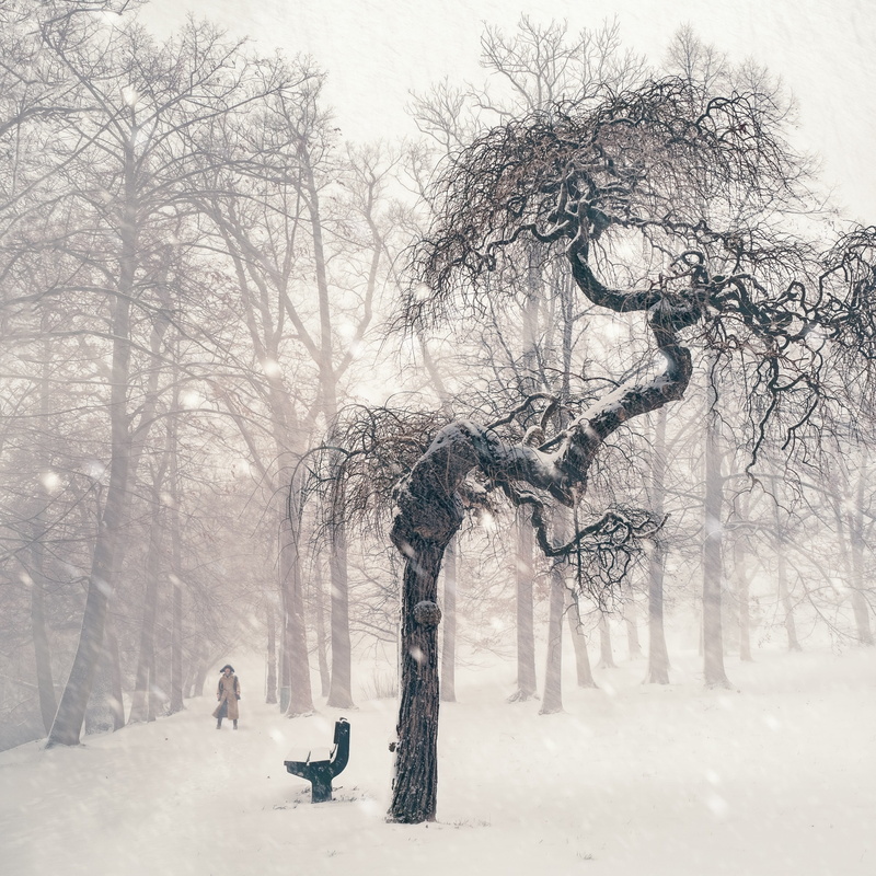 tranquility, cold temperature, murky, field, trees, bench, branches, covered, cold, 2K, tree, weather, scenics - nature, white color, fog, frosty, snowstorm