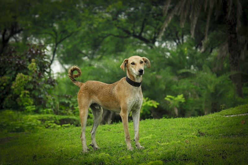vertebrate, portrait, grass, land, outdoors, domestic animals, day, mammal, nature, plant, tree, indian, beautifull dog, domestic, pets, animal, dog, one animal