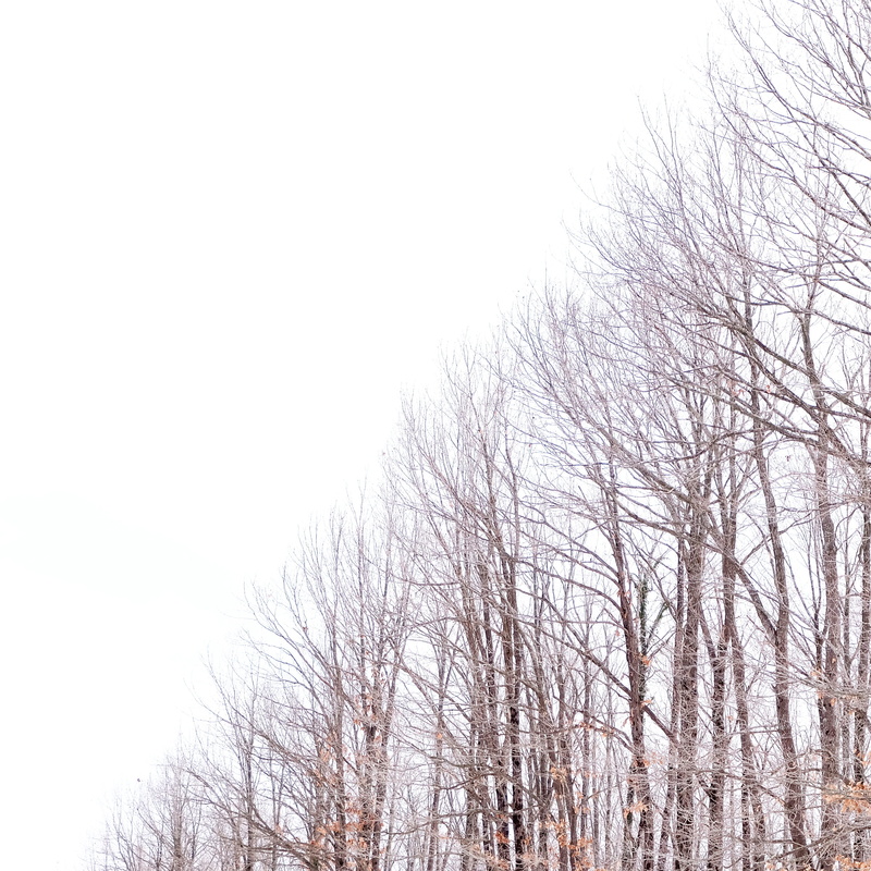 scenics - nature, low angle view, cold, frosty, clear sky, outdoors, environment, zing, tranquility, frost, tree, scenic, snow, wood, ice, landscape, season