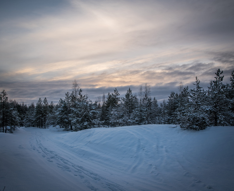 dawn, frosty, icy, evergreen, scene, 5K, surrounded, park, winter, snowy, tranquility, cold, landscape, tree, green, season, frozen, cloud - sky, frost