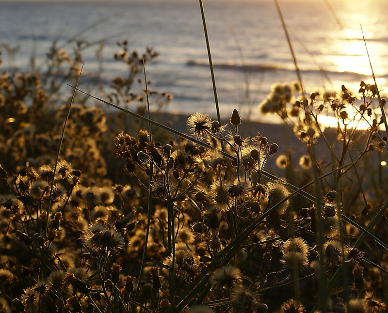 solace, glow, vulnerability, sea, flower, sky, sunset, lighting, selective focus, the backlight, halo light, outdoors, light streak, close-up, flowering plant