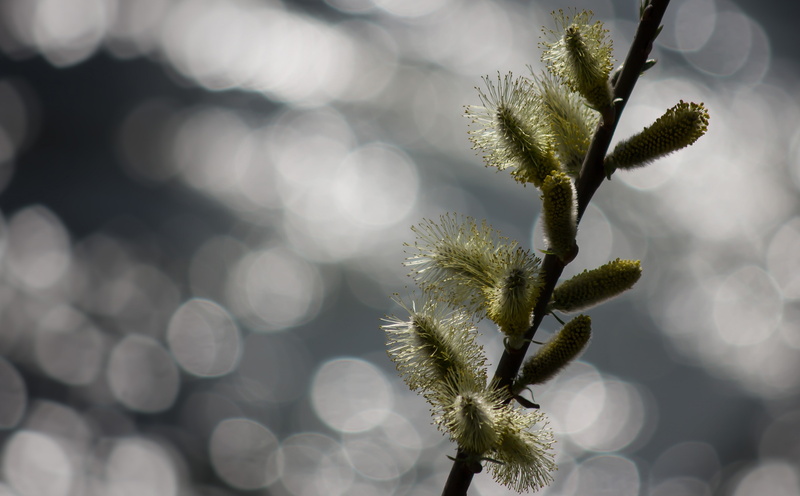 vulnerability, focus on foreground, beginnings, freshness, beauty in nature, new life, Aero, selective focus, day, outdoors, close-up, plant stem, green