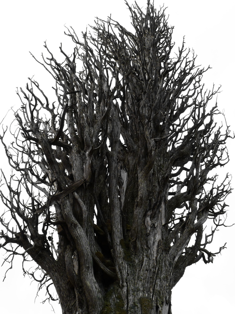 plant, no people, nature, close-up, tree trunk, trunk, bark, Dry Tree, beauty in nature, day, growth, Trunk, tree, transcendence, cold temperature, clear sky