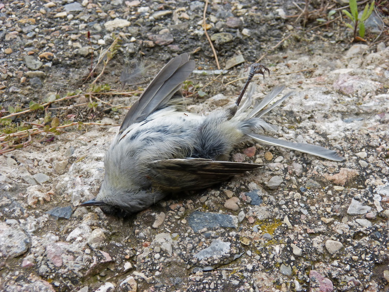 animals in the wild, rodent, mammal, animal themes, bird, vertebrate, high angle view, rock - object, symbol, field, one animal, deceased, animal wildlife