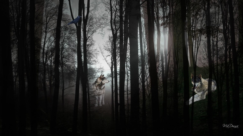 dark, forest, gothic, wolves, seclusion, haunting, light, bird, halloween, woods, goth, crow, 1080P, wolf, twilight