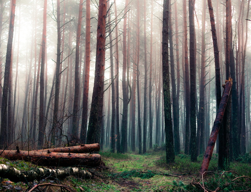 foggy, trees, tranquil scene, growth, beauty in nature, wood, plant, nature, log, tree, environment, outdoors, scenics - nature, mist, misty, land, woodland