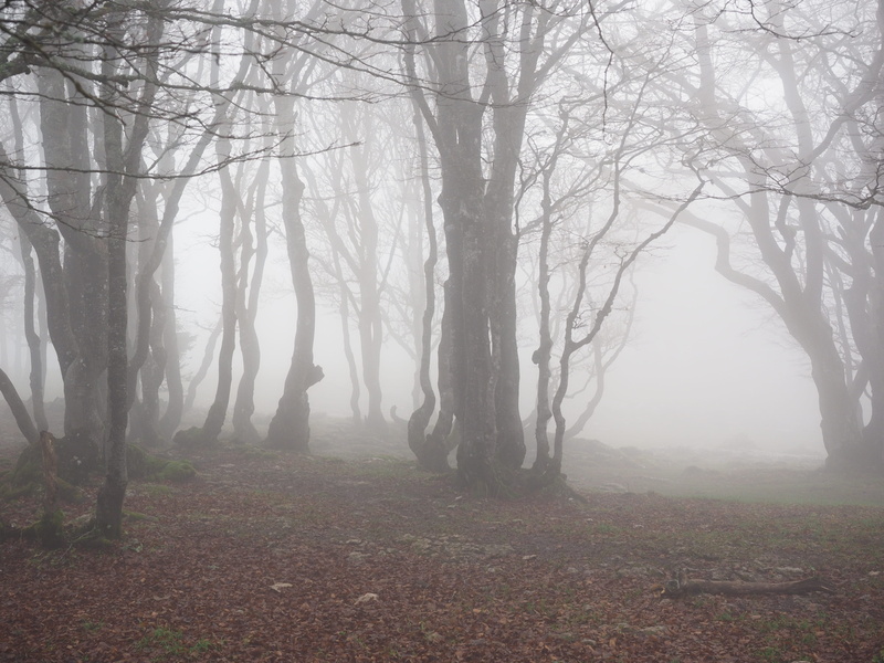 hazy, environment, noiraigue, leafless, haunting, mystical, woodland, trunk, leaves, fog, tranquil scene, book, beauty in nature, tree, swiss jura, tranquility