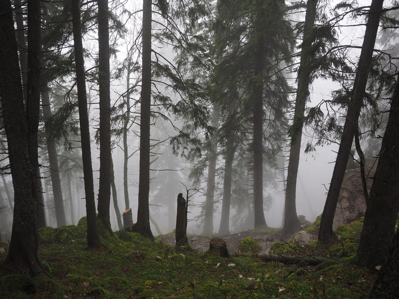 plant, storm damage, tranquility, land, firs, swiss jura, creux du van, tranquil scene, tree, outdoors, forest, tree trunks, idyllic, growth, fog, haunting