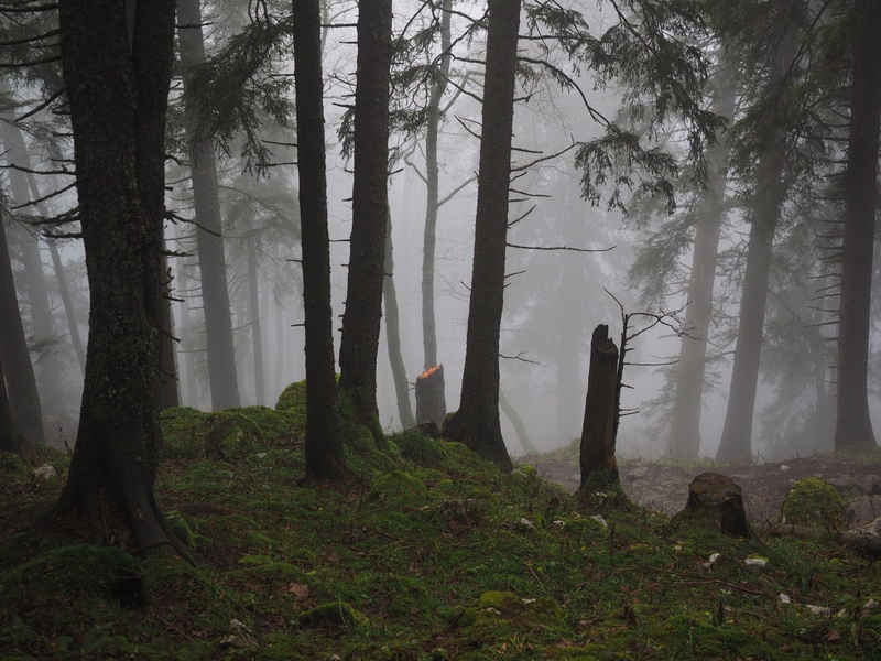 haunting, swiss jura, environment, non-urban scene, mystical, autumn, weather, tranquility, tranquil scene, forest, storm damage, trees, outdoors, growth