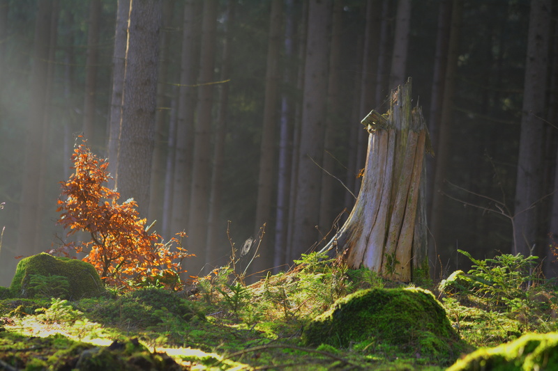 magic forest, tree trunk, nature, bamboo - plant, moss, plant part, trees, brown, tree, daytime, leaves, green, no people, land, green color, focus on foreground