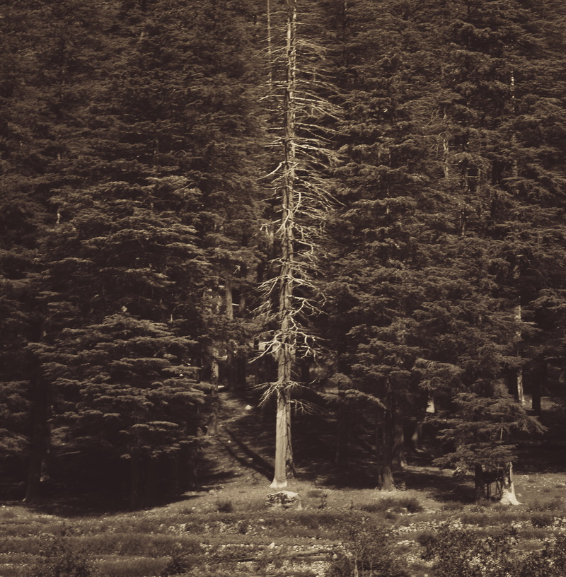 2K, trunk, whitered, land, no people, forest, scenics - nature, beauty in nature, haunting, mahodand lake, whitered tree, pakistan, woodland, tree, coniferous tree