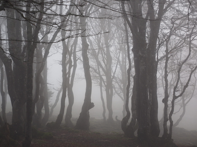 outdoors, trunk, spooky, silhouette, woodland, nature, remote, tranquil scene, tree trunks, beauty in nature, land, weather book, book, trees, plant, no people