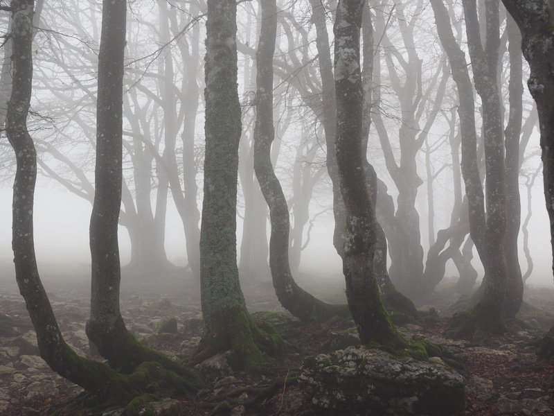 day, beauty in nature, tranquil scene, outdoors, swiss jura, creux du van, environment, noiraigue, mystical, plant, growth, no people, land, foggy, trees