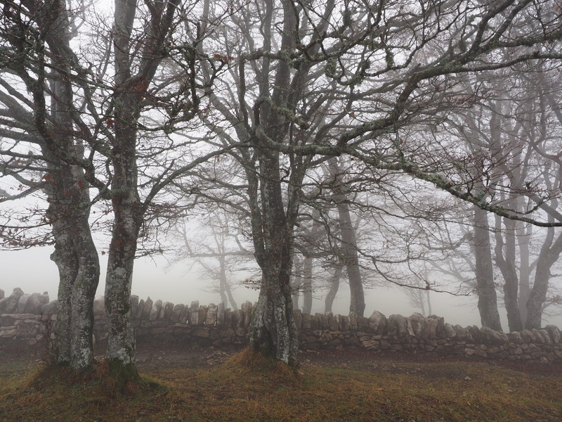 outdoors, mystical, tranquil scene, book, beauty in nature, creux du van, bare tree, field, foggy, tree trunks, trees, wooden, tranquility, wall, near