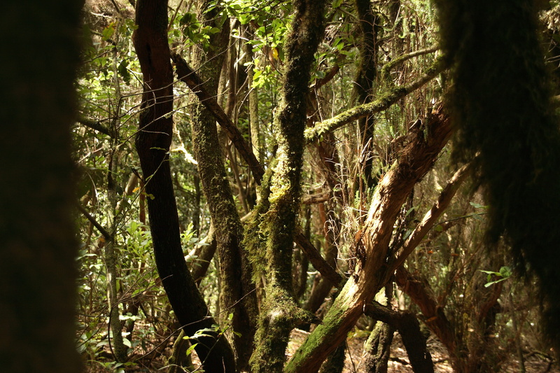Spooky, low angle view, nature, tranquility, green, tree, sunlight, beauty in nature, Haunting, moss, woodland, outdoors, Laurel, branch, plant, green color