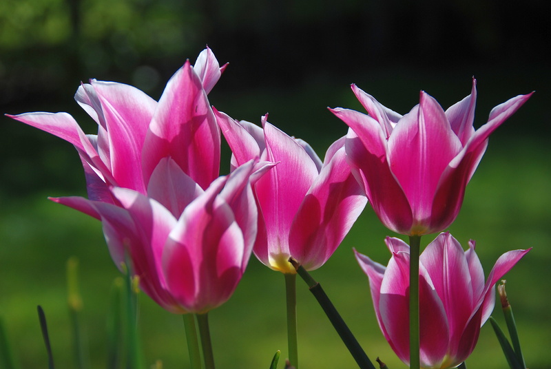 untitled, Liliaceae, Blush, family, Flowers, Nature, Lens, Natural Light, Tulips, Garden, 4K