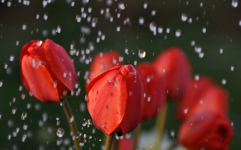 2K, green Color, red, purity, flowering plant, growth, summer, drops, beauty In Nature, tulips, blossom, tulipa, springtime, macro, season, nature, day