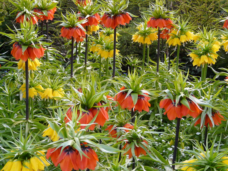2K, toxic, flower, botany, day, flowerbed, plant, orange, close-up, exotic, lily family, petal, liliaceae, fragility, outdoors, flowering plant, nature