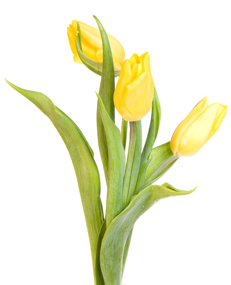 spring, flowering plant, green color, isolated, space, studio shot, tulip, beauty, tulipa, plant, arrangement, of, macro, bouquet, bunch, delicate, bloom