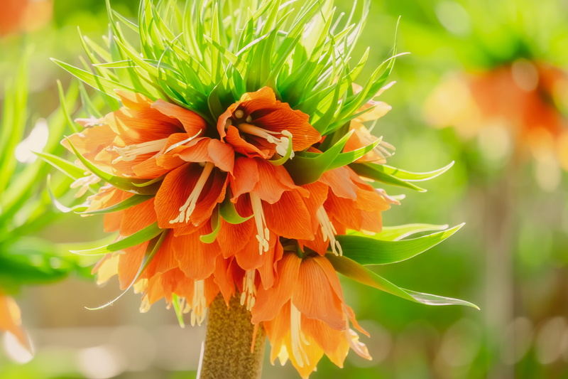 blossom, flowering plant, imperial crown, orange, lilies, 4K, botany, orange color, flower head, fritillaria imperialis, no people, freshness, growth