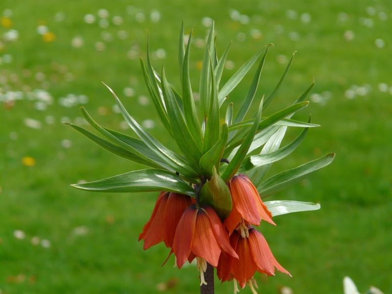 vulnerability, focus on foreground, flower, imperial, exotic, blossom, outdoors, green color, fritillaria, beauty in nature, nature, close-up, fritillaria imperialis