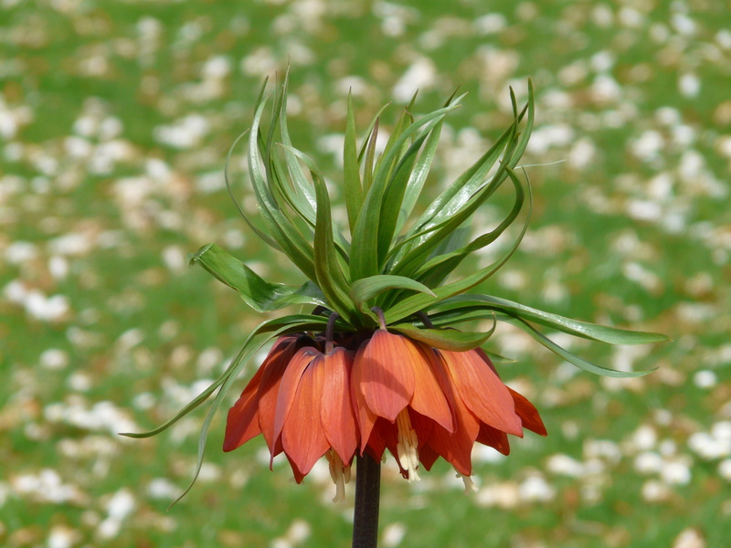 petal, herbaceous plant, orange, green, bloom, Fritillaria Imperialis, inflorescence, no people, exotic, fragility, imperial, blossom, focus on foreground