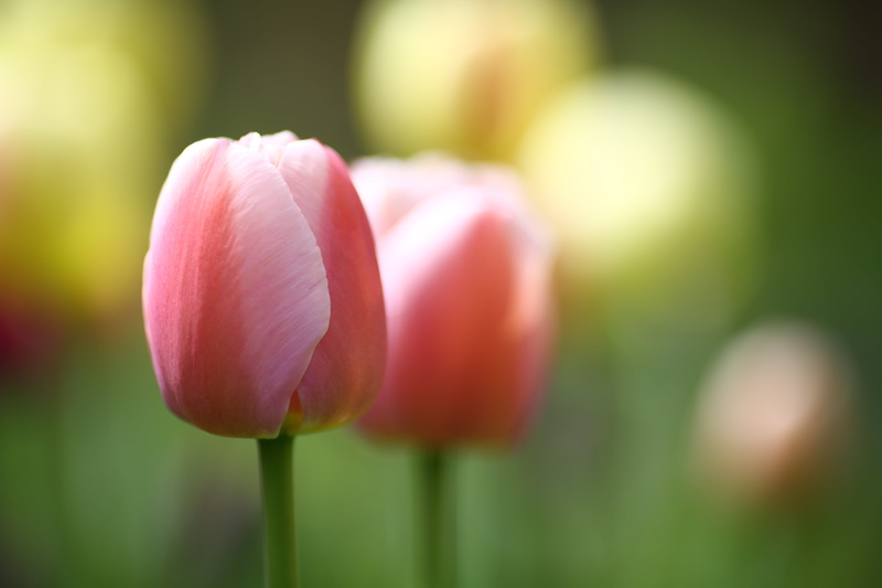 beauty In Nature, order, flower, close-up, outdoors, family, photo, phylum, belgium, freshness, season, Liliopsida, Tulipa, focus, petal, green Color, Tracheophyta