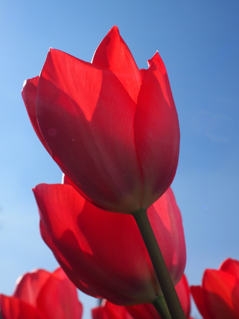 close, petal, red, tulip, freshness, flower, nature, beauty in nature, tulipa, colorful, outdoors, low angle view, close-up, no people, lily, liliaceae