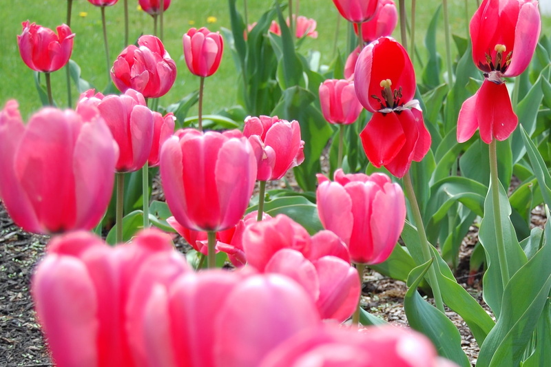 Tulips, spring, Cumberland, ME, blossom, maine, summer, springtime, Liliaceae, Tulipa  gesneriana, 1080P, flower, Pink, red, Portland, flowerbed, nature
