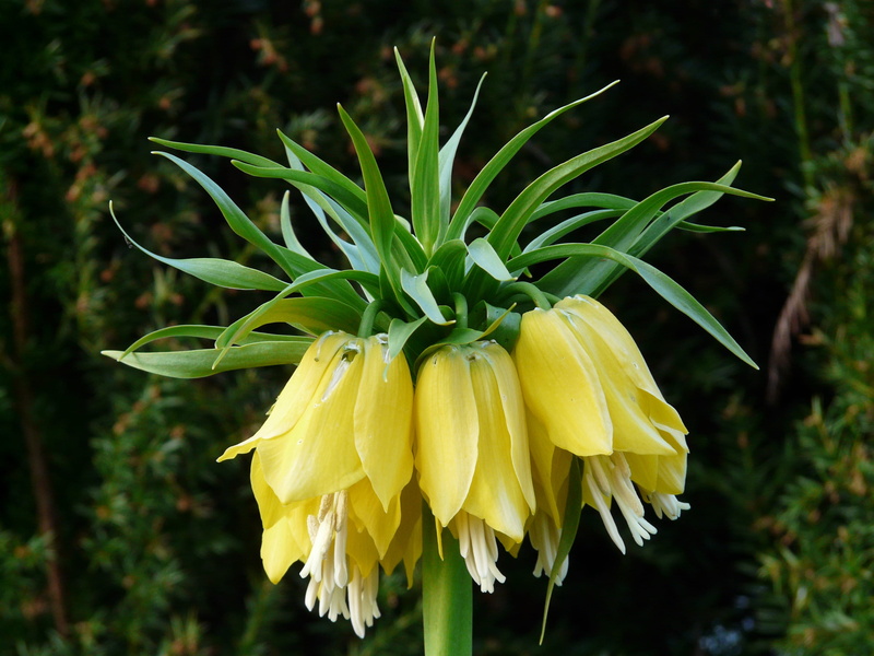 close-up, 2K, fragility, vulnerability, flower, fritillaria imperialis, no people, crown, flowering plant, toxic, nature, freshness, flower head, sepal