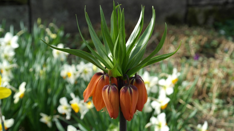 orange, close-up, bloom, freshness, focus on foreground, beauty in nature, 5K, inflorescence, petal, flower head, springtime, flora, plant, green, lilies
