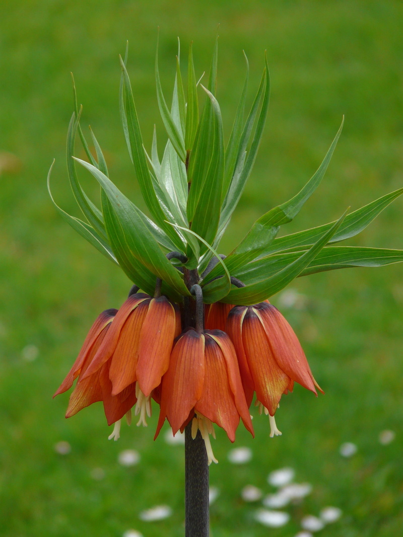 freshness, orange color, flower, green color, vulnerability, herbaceous plant, flora, nature, toxic, blossom, no people, natural condition, green, food