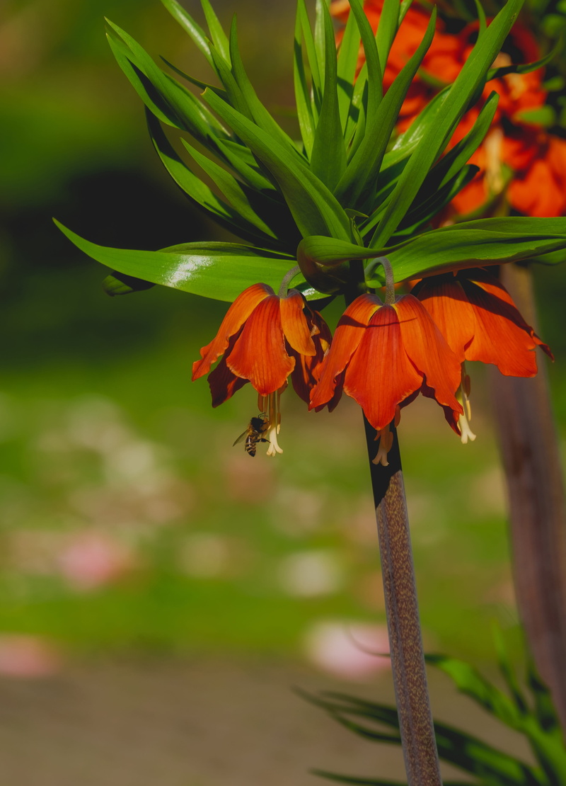 fragility, close-up, spring, invertebrate, freshness, 4K, growth, lilies, imperial crown, exotic, petal, animals in the wild, flora, animal wildlife, orange color