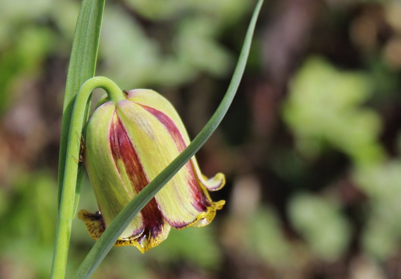 beginnings, focus on foreground, liliaceae, insect, sepal, lily, fritillaria pontica, hazelnut-brown flower spikes, flowering plant, food, green, greenish flower color