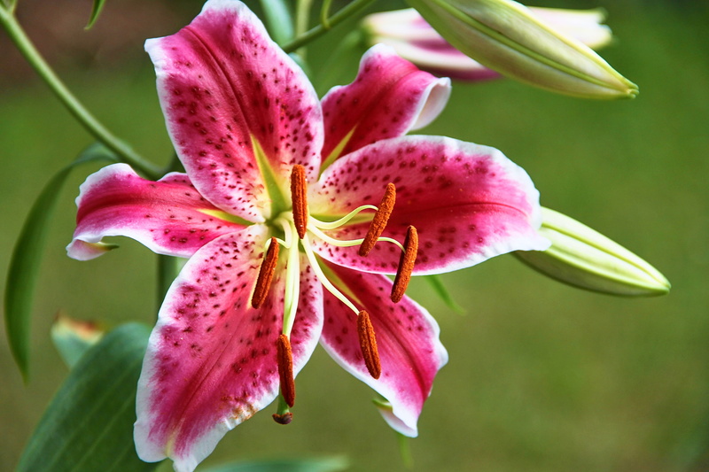 plant, fragility, beauty in nature, botany, freshness, white, garden, beauty, maroon, flora, summer, blossom, pink color, decorative, close up, inflorescence