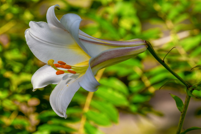 beauty, lily, flowering plant, decorative, blossom, beautiful, fragility, nature, plant, petals, freshness, pollen, flower head, vulnerability, stamen