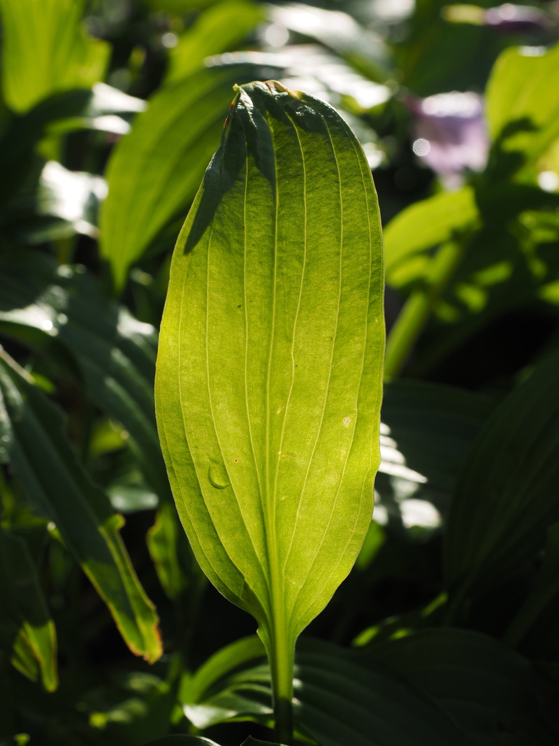 sweetheart lily, day, growth, botany, leaf veins, vulnerability, focus on foreground, liliaceae, nature, hosta performed, no people, translucent, sunlight