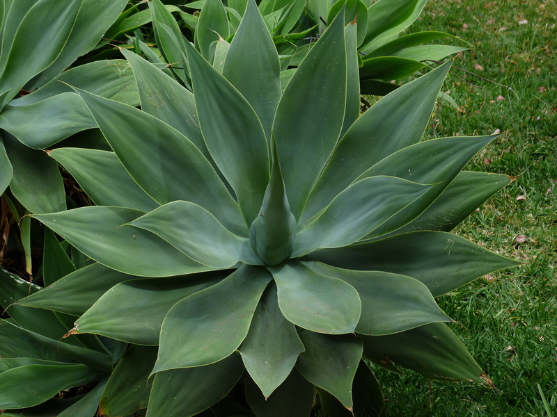 natural pattern, agave attenuata, high angle view, backgrounds, outdoors, green Color, land, liliaceae, no people, gooseneck-agave, agavengewächs, tranquility