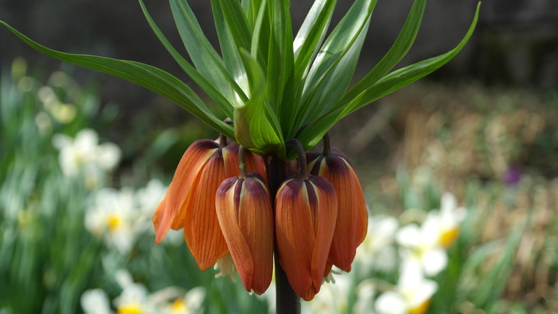 fritillaria, Fritillaria Imperialis, close-up, bloom, no people, leaf, petal, Imperial Crown, plant part, green, flowering plant, freshness, blossom, imperialis