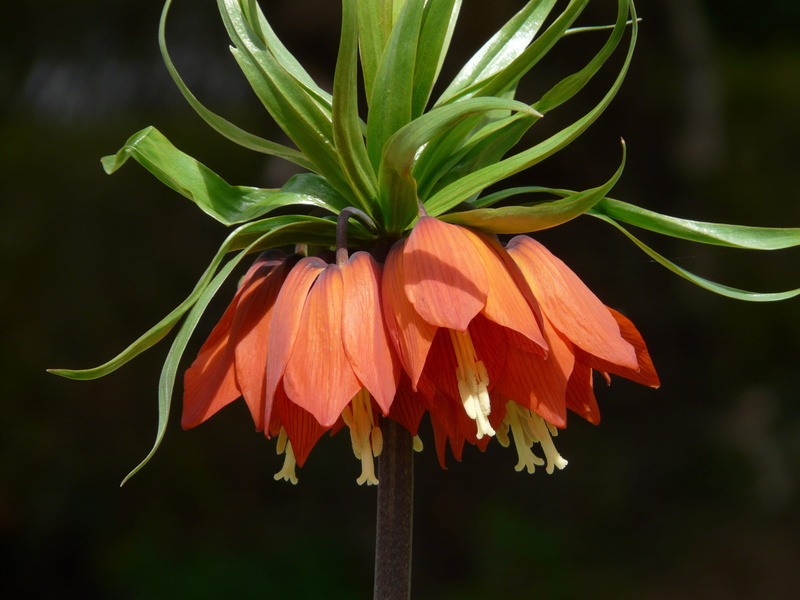 green, fritillaria, flower, imperial, plant stem, lily family, blossom, imperialis, nature, crown, 2K, toxic, liliaceae, vulnerability, leaf, close-up